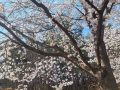 군산 은파