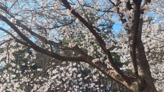 군산 은파