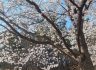 군산 은파